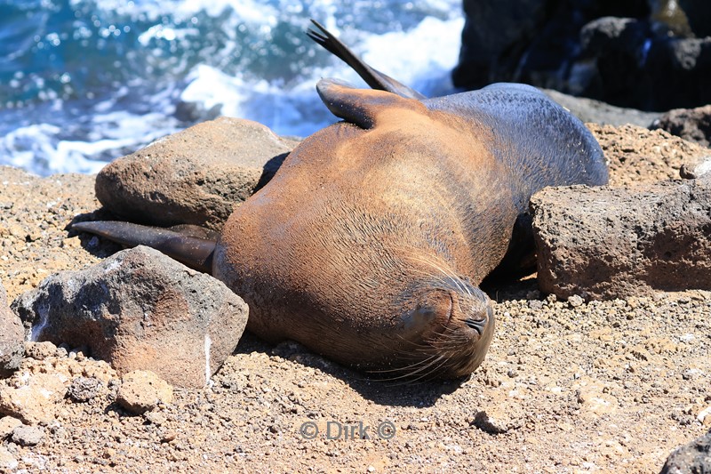 galapagos north seymour zeeleeuw