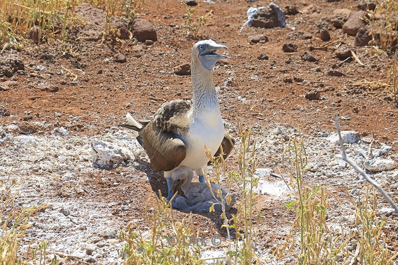 galapagos north seymour blauwvoet jan van genten