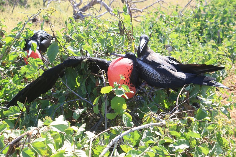 galapagos north seymour fregatvogels