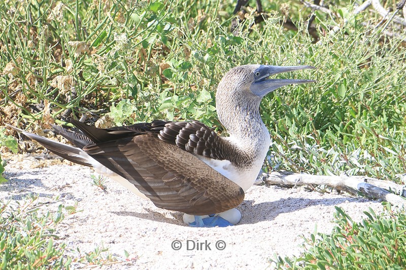 galapagos north seymour blauwvoet jan van genten