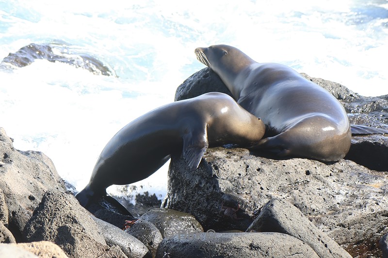 galapagos north seymour zeeleeuw