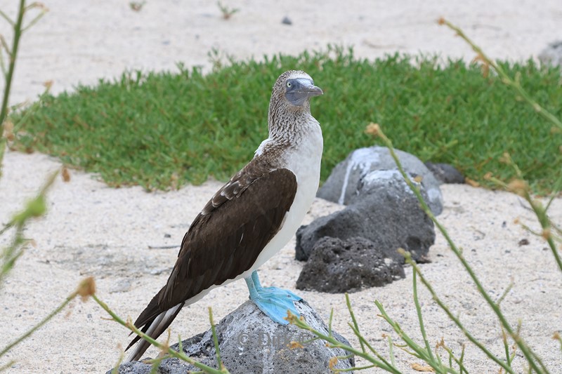 galapagos north seymour blauwvoet jan van genten