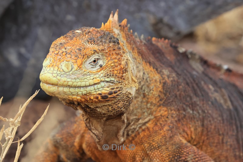 galapagos north seymour leguaan