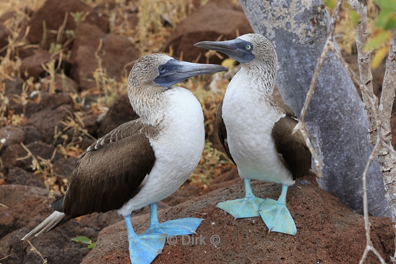 galapagos north seymour blauwvoet jan van genten