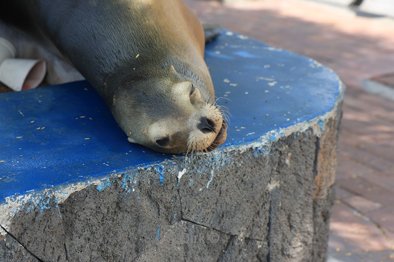 galapagos puerto ayora santa cruz