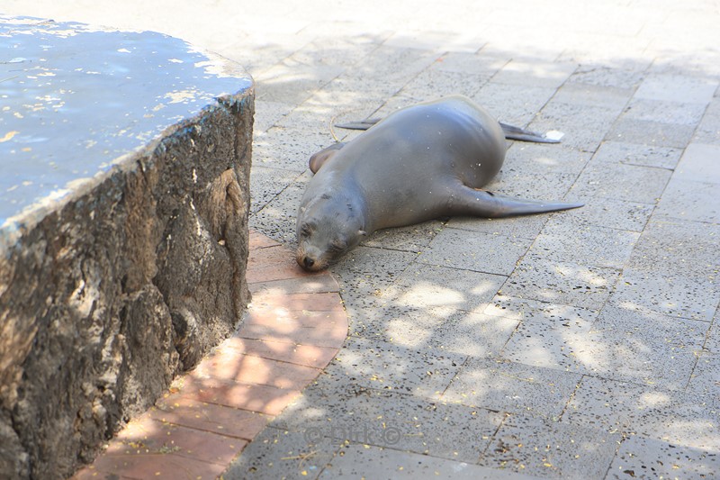 galapagos puerto ayora santa cruz