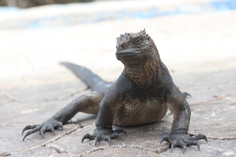 galapagos puerto ayora santa cruz