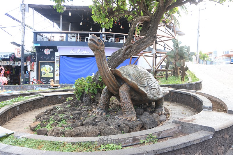 galapagos puerto ayora santa cruz