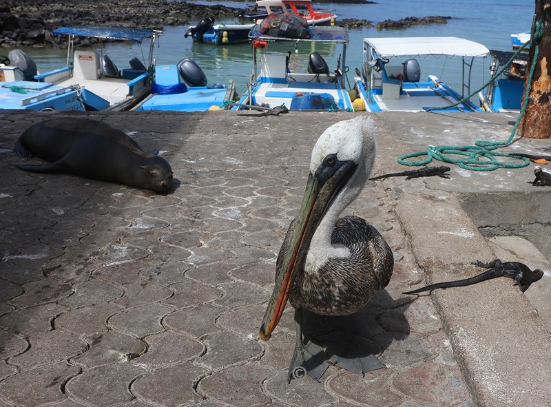 galapagos puerto ayora santa cruz