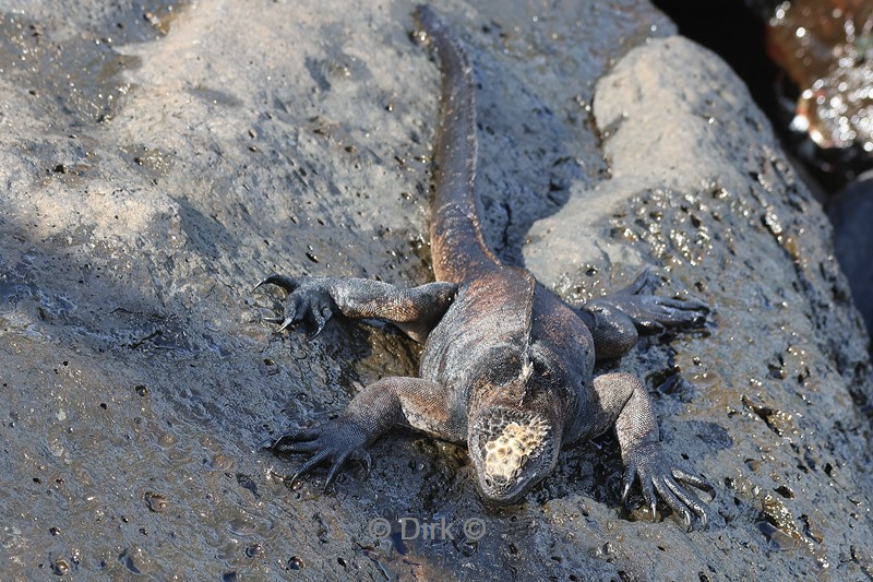 galapagos san cristobal