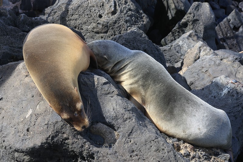 galapagos san cristobal