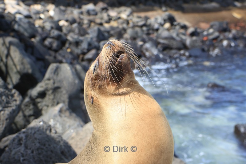 galapagos san cristobal