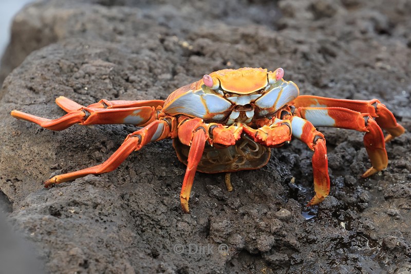 galapagos san cristobal