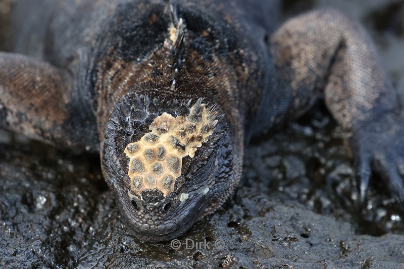 galapagos san cristobal