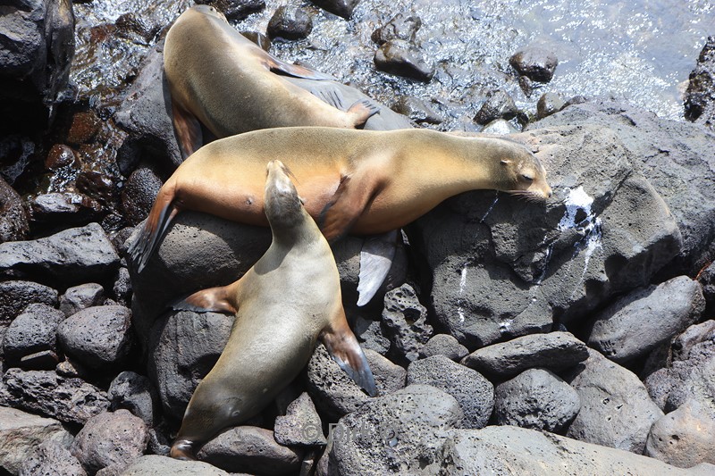 galapagos san cristobal