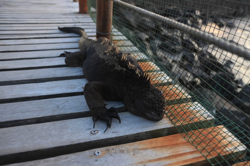 galapagos san cristobal