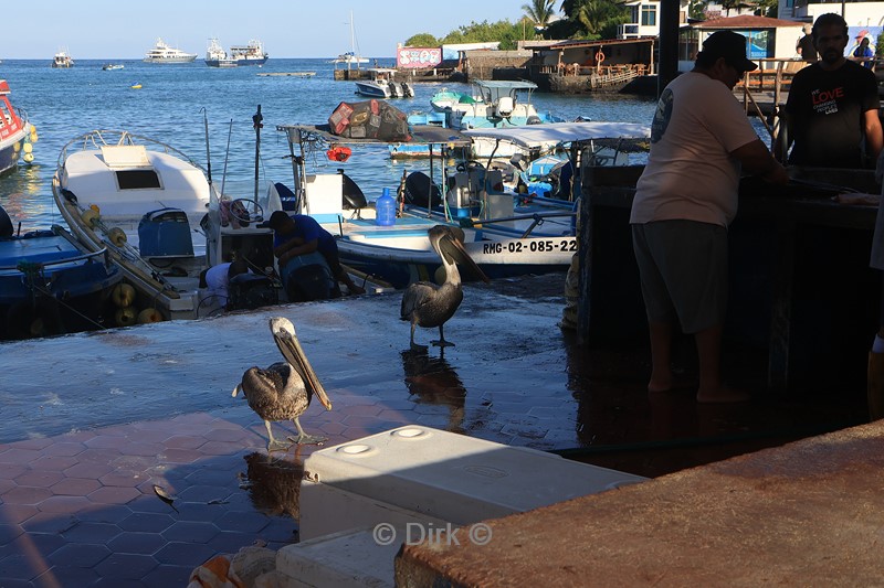 galapagos puerto ayora santa cruz