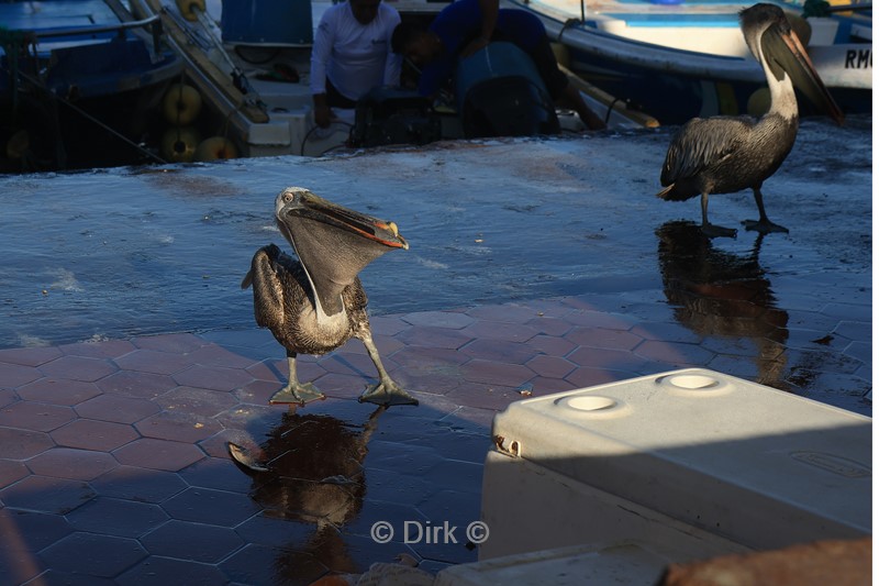 galapagos puerto ayora santa cruz