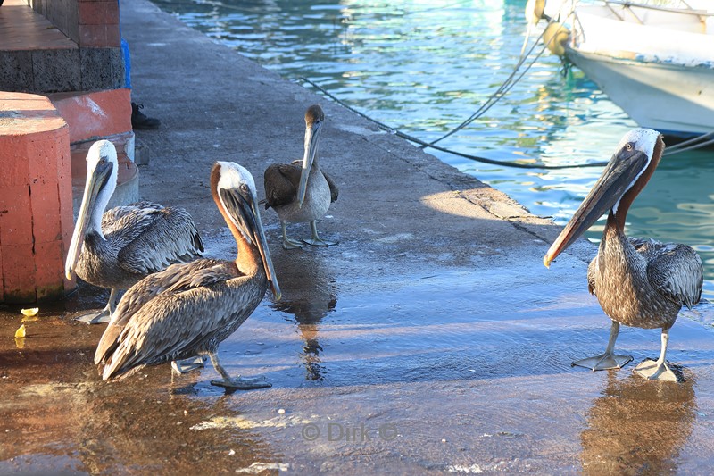 galapagos puerto ayora santa cruz