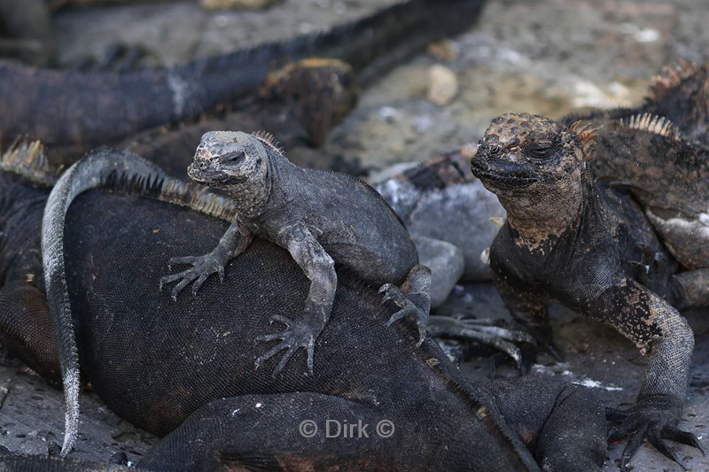 galapagos puerto ayora santa cruz