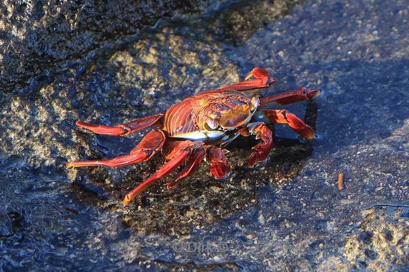 galapagos puerto ayora santa cruz