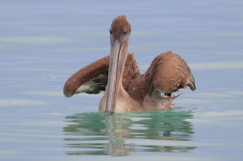 galapagos santa cruz