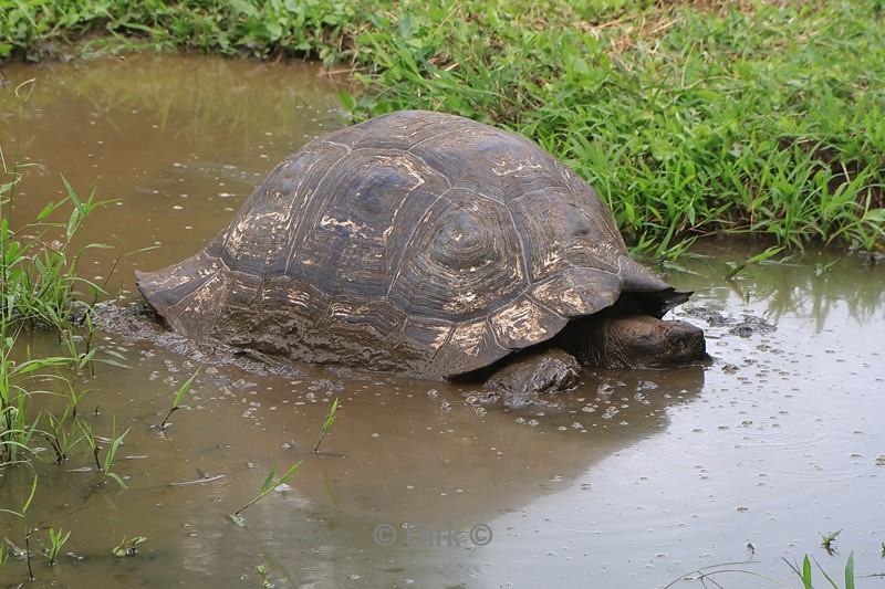 galapagos santa cruz