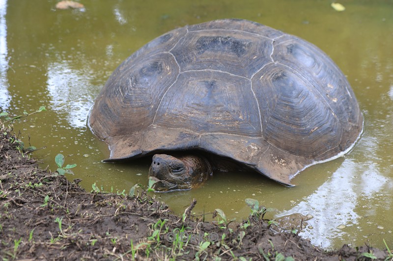 galapagos santa cruz