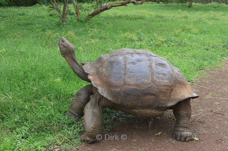 galapagos santa cruz