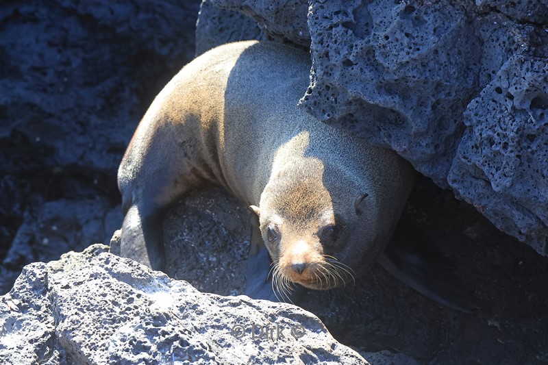 galapagos santiago island zeerob