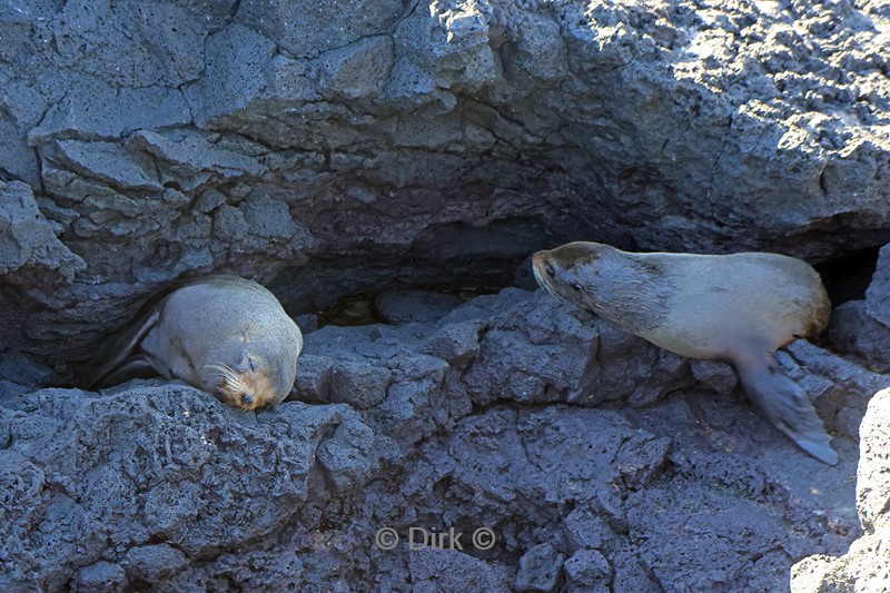 galapagos santiago island zeerob