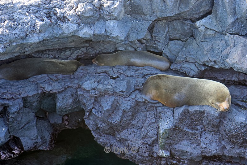 galapagos santiago island zeerob