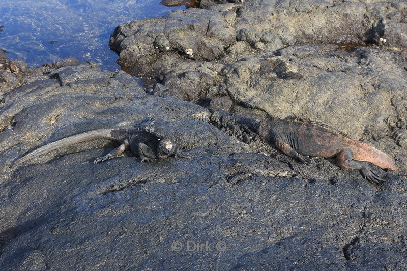 galapagos santiago island zeeleguaan