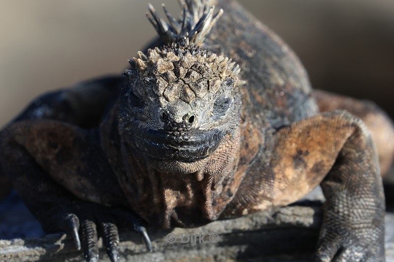 galapagos santiago island zeeleguaan