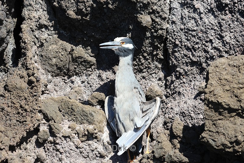 galapagos santiago island