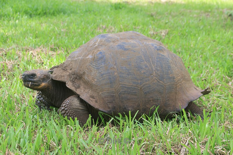 galapagos schildpaddenfarm santa cruz