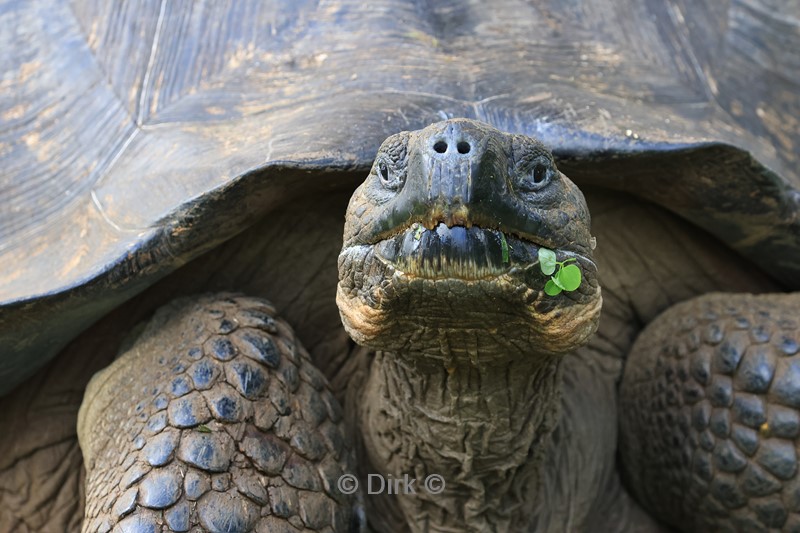 galapagos schildpaddenfarm santa cruz