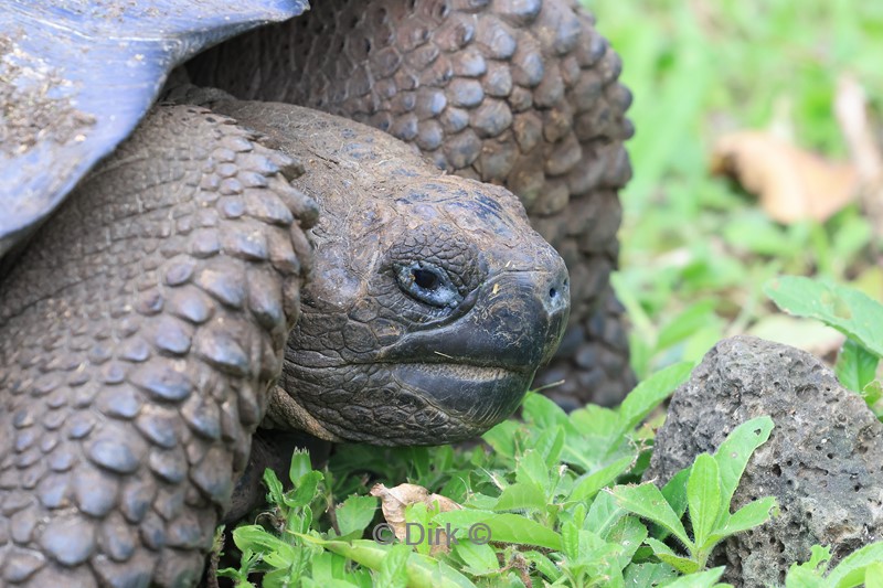 galapagos schildpaddenfarm santa cruz