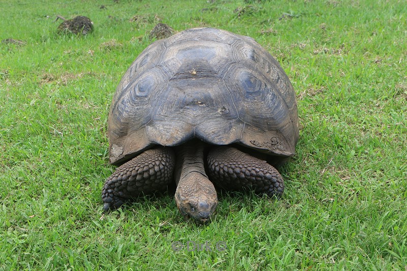 galapagos schildpaddenfarm santa cruz