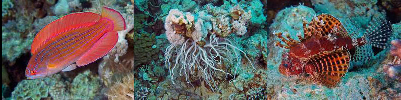jordan aqaba diving red sea