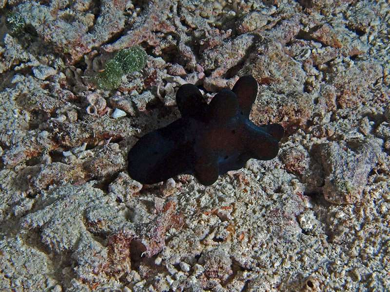 diving maldives coriocella hibyae