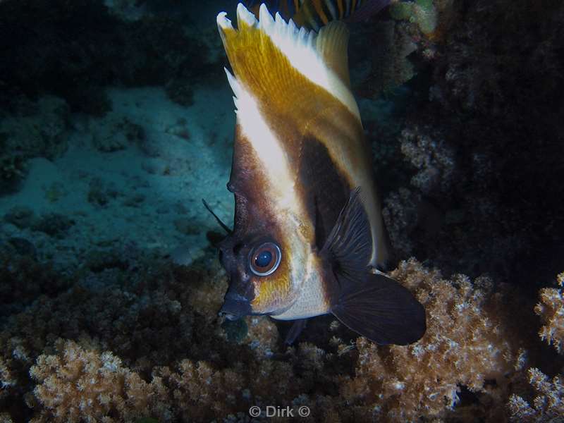 duiken malediven horned bannerfish