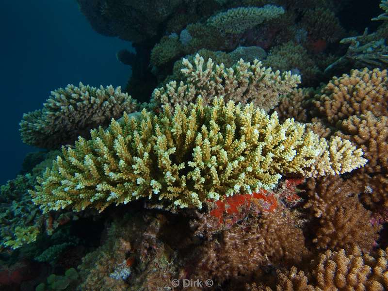 duiken malediven koraal