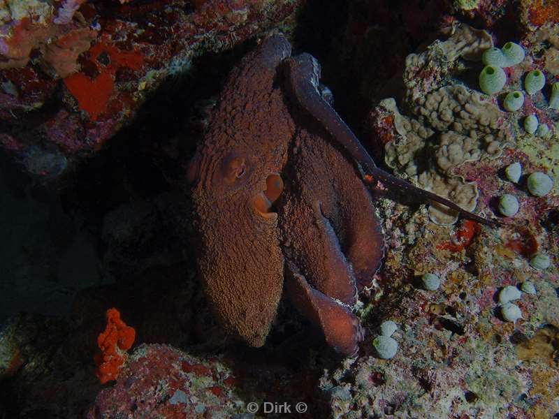 diving maldives octopus