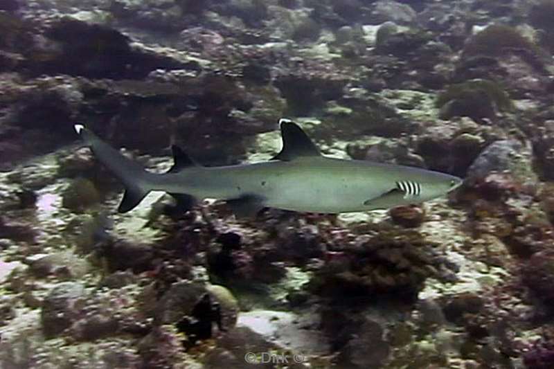 diving maldives whitetip reef shark
