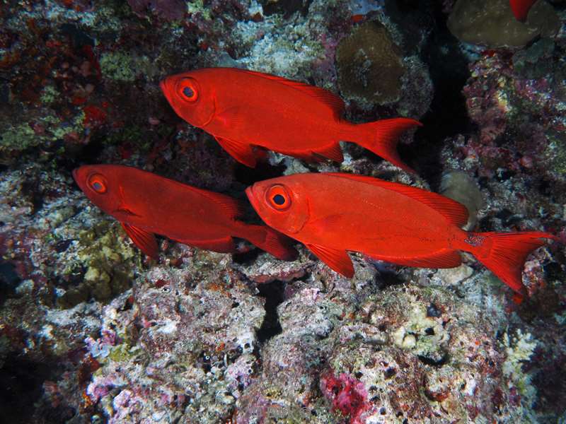 duiken malediven male atoll