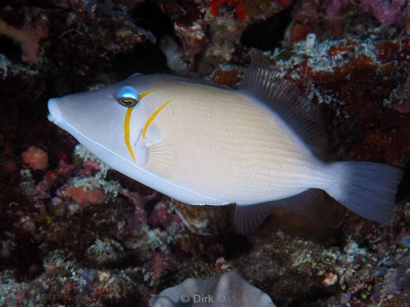 duiken malediven male atoll