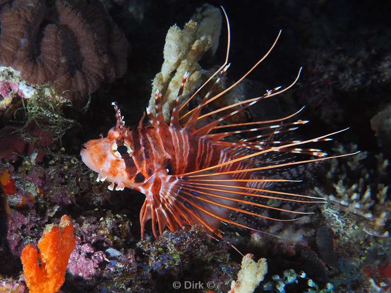 duiken malediven male atoll