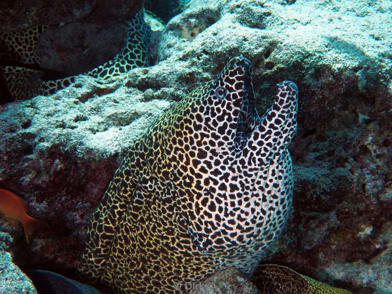 duiken malediven male atoll