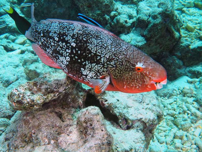 duiken malediven male atoll